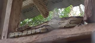 Rwekyapa Agro eco-tourism and learning center - - 1