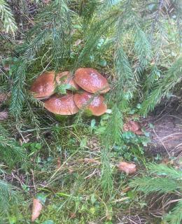 Girs'kyy Podorozhnyk - 2