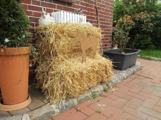 Ranchhouse Dogs and horses welcome - Aurich - 3