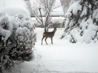 Sonneneck holiday apartment - Braunlage - 8