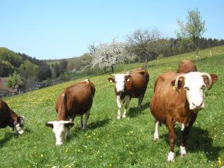 Dorerhof Prechtal - Elzach - 3