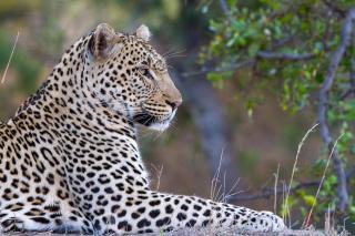 Tomo Safari Lodge - 1