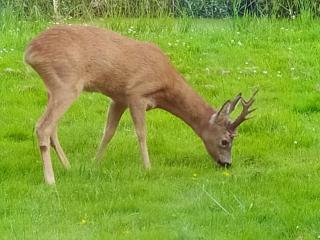 Mooroase Bauerngarten - Ovelgönne - Nordsee - Weser - Jade - 5