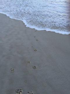 Paws and Pause at The Bay - 9