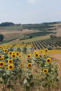 Ca' San Lorenzo - Villa panoramica con piscina - Vignale Monferrato - 8