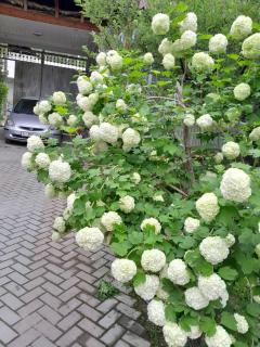 Kairat guest house - Kashkaldak - 2