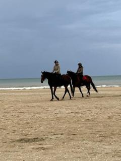 Les Planches de Céline, beau T2 à Deauville - Deauville - 5