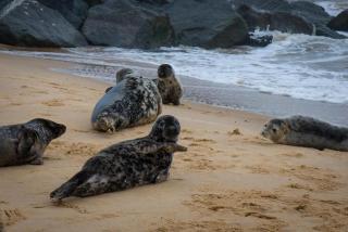 7 Berth Chalet Nearby Hemsby Beach In Norfolk Ref 18168B - Hemsby - 3