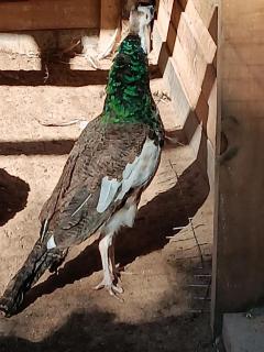 Travel Trailer with Wi-Fi at Fabulous Bok Vegas Interactive Petting Zoo and Farm - - 8