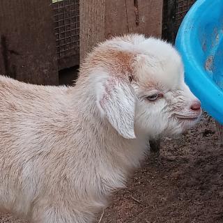 Travel Trailer with Wi-Fi at Fabulous Bok Vegas Interactive Petting Zoo and Farm - - 7