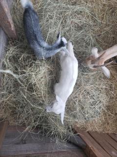 Travel Trailer with Wi-Fi at Fabulous Bok Vegas Interactive Petting Zoo and Farm - - 1