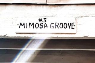 Mimosagroove PS - 5