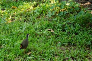 The Cinnamon Cottage - Bentota - 5