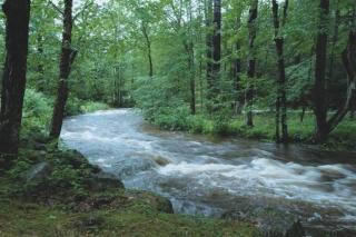 Whispering Woods Cabin - Creekside & Pet Friendly - Grafton - 4