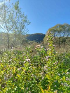 Приватна садиба Дикий Мед - 1