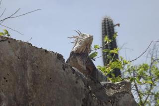 Rosa's Rust en Pad - 9