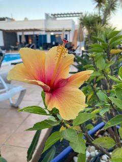 "Our Soleada" Villa cosy and flowery, heated pool - Playa Blanca - 9