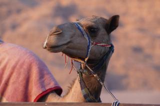 Wadi Rum Magic Stars - Wadi Rum - 3