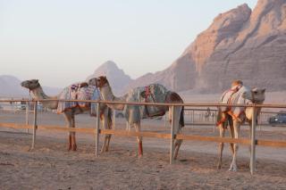 Wadi Rum Magic Stars - Wadi Rum - 4