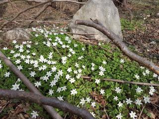 Ferienwohnungen am Malchiner See - 9