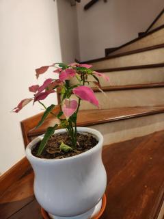 Ederra Stays & Cafe - Panaji - 4