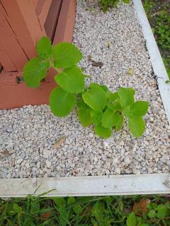 Neaja's English Harbour Escape - 7