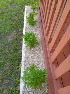 Neaja's English Harbour Escape - 3