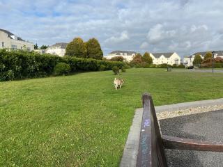 Comfy Apartment near Dublin Airport with FREE PARKING - Dublin - 3