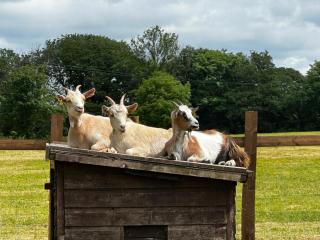 The Cow Shed - Narberth - 2