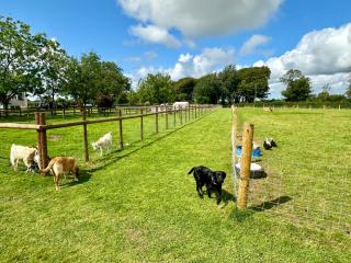 Pheasants Nook - Narberth - 3