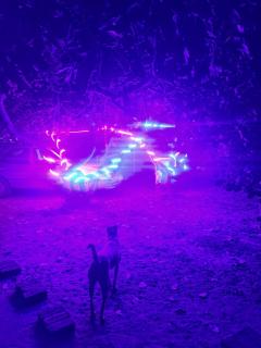 Boomerang community - 5