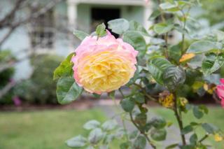 Merri Cottage - Bowral - 5