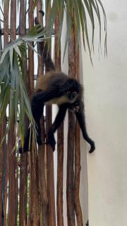 Villa Escondida - Riviera Maya - 7