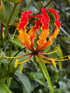 Bougainvilla Mountain Retreat - Bhimtal - 1