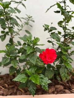 Casa aconchegante-lazer completo - 1