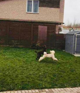 Blue Hound Cottage - 3