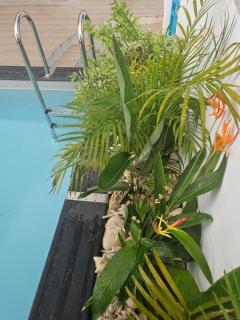 Ti Oasis COLIBRI, 1 chambre, piscine, à 150m de la Plage - 6