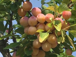 Chambres spacieuses avec salle d'eau, salon cheminée, jardin détente - Lorraine - FR-1-585-143 - 1