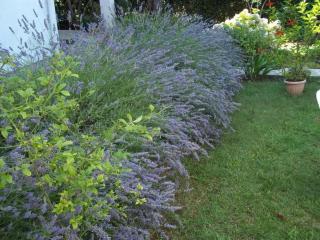 Apartments with parking space Petrcane, Zadar - 23558 - 4