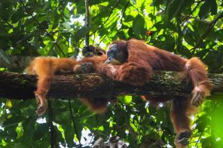 Gino's Place - Guest House & Jungle Trekking - Bukit Lawang - 2