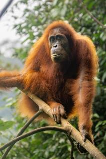 Gino's Place - Guest House & Jungle Trekking - Bukit Lawang - 3