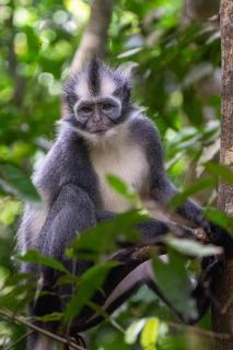 Gino's Place - Guest House & Jungle Trekking - Bukit Lawang - 4