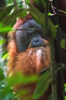 Gino's Place - Guest House & Jungle Trekking - Bukit Lawang - 5