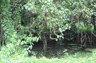 Marari Arattukulam Haven - 2