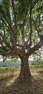 Gîte Superbe Bastidon Provençal isolé au cœur des vignes Bio - Cuers - 2