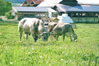 Schädlerhof - Oberstaufen - 8