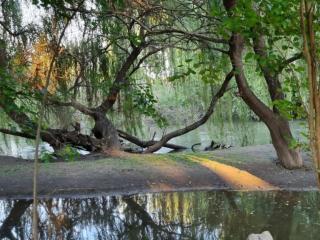Peaceful Willows - 1
