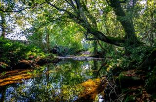 Beechwood House West Cork - - 4