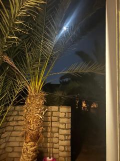 Palm House-Lighthouse - 5