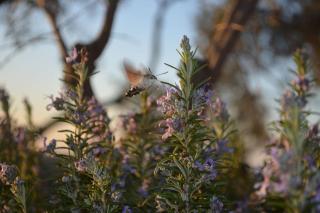 Villa Eleia Bodrum - Olive Garden & Stone House - Bodrum - 4